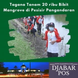 Tagana Tanam 20 ribu Bibit Mangrove di Pesisir Pangandaran