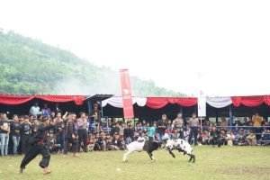 Dibuka, Seni Ketangkasan Domba Garut Kapolda Cup